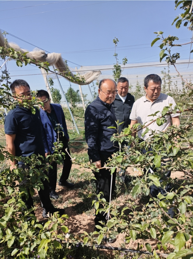2025年5月8日果業(yè)中心領(lǐng)導(dǎo)來(lái)園區(qū)查看蘋(píng)果受雹災(zāi)迫害情況